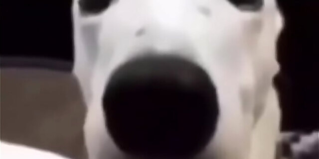 doggystyle